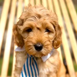 Eeyore - Caramel red male Australian Labradoodle puppy in Upland, California from Kings Labradoodles