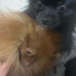 Pomeranian puppies from Beauty of the beast