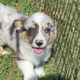 American Corgis and Dachshunds from Southern Dachshunds