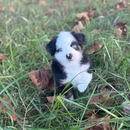 Boy 3 - Black tri male Miniature Australian Shepherd puppy in Greenville, South Carolina from QC Homestead Miniature Australian Shepherds