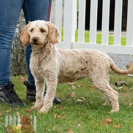 Olivia - Goldendoodle