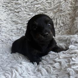 Darci - Black female Dachshund puppy in Hindsville, Arkansas from Okie Dokie Doxie