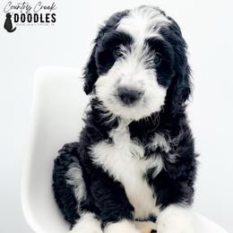 Monroe - female Australian Mountain Doodle puppy in Tipton, Indiana from Country Creek Doodles