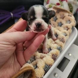 Theo - Black and white male Chihuahua puppy in Ashtabula, Ohio from Paw's & Awe's Chihuahuas