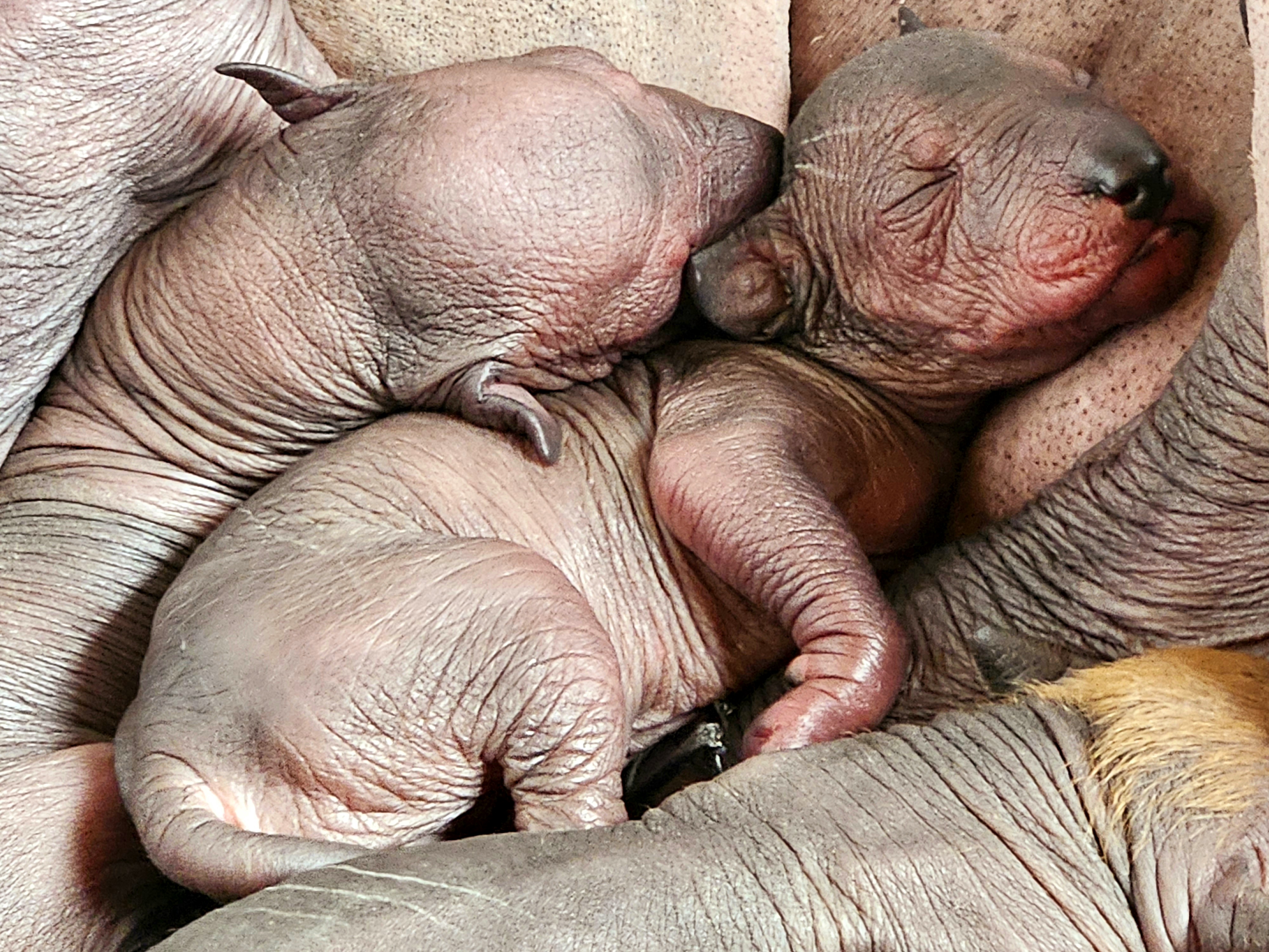 Xoloitzcuintli Puppies from Experience The Wild