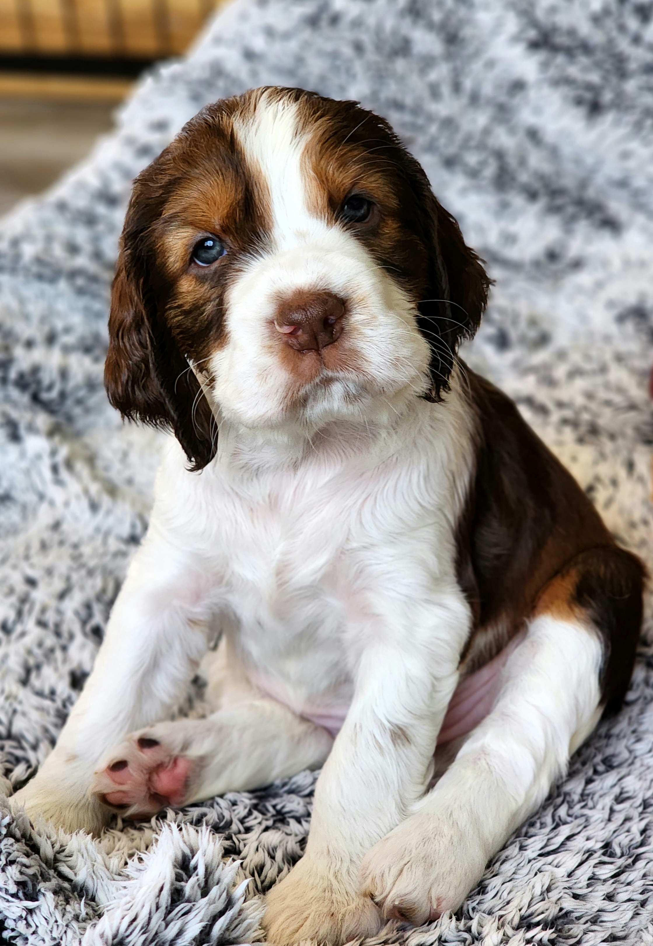 English Springer Spaniel Puppies from Seagrove Springers