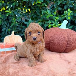 Daisy - Red  female Goldendoodle puppy in Altadena, California from Dena Hills