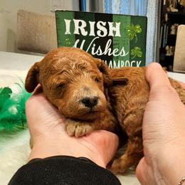Mater - Red  male Goldendoodle puppy in Forest, Ohio from Mini Doodle Buddies