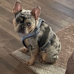 Kaycee - French Bulldog