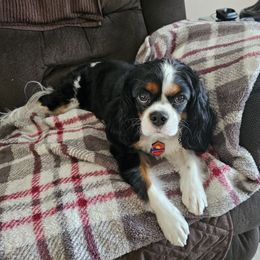 Cavalier King Charles Spaniel All Grown Up from Bunker Hill Cavaliers