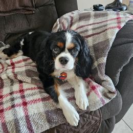 Cavalier King Charles Spaniel All Grown Up from Bunker Hill Cavaliers