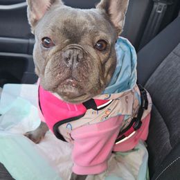 "Dolly" - French Bulldog