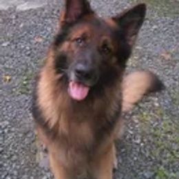 German Shepherds from Kritzercreek