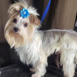 King - Yorkshire Terrier