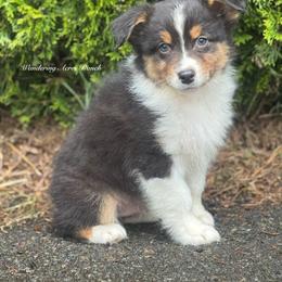 Licorice- btm5 - Black tri-color male Australian Shepherd puppy in Chehalis, Washington from Wandering Acres Ranch