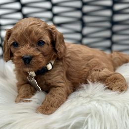 Chichen Itza - Red female Cavapoo puppy in Palm Beach County, Florida from Benji’s Cockapoos