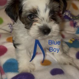 Blue - Parti male Yorkshire Terrier puppy in South Lake Tahoe, California from Sierra Nevada Yorkies