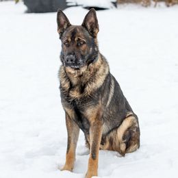 Jax - German Shepherd