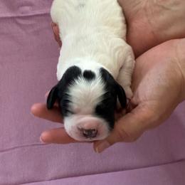 Willow - Black and white female English Springer Spaniel puppy in Fruita, Colorado from Maggie Mae’s Springer Spaniel Spot