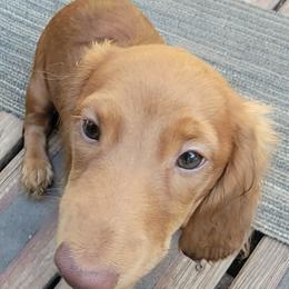 Dachshund Puppies from CLARK'S BREEDING PROGRAM