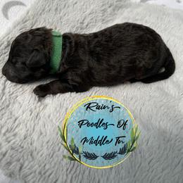 Boy 2 - Black Poodle puppy in Shelbyville, Tennessee from Rains Poodles Of Middle TN