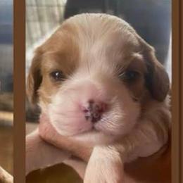 Rocket man - Blenheim male Cavalier King Charles Spaniel puppy in Saint Augustine, Florida from STARGAZER CAVALIERS