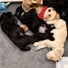Poodle Puppies from The Rad Poodles