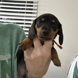 Rottie - Black and tan male Dachshund puppy in Tulsa County, Oklahoma from Willow Creek Miniature Dachshunds
