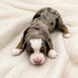 Blossom - Blue merle female Bernedoodle puppy in Royse City, Texas from Platinum Bernedoodles of Texas