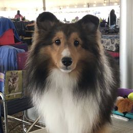 Shetland Sheepdogs from Yardart Shelties