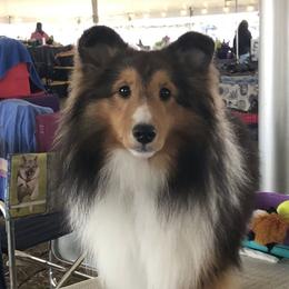 Shetland Sheepdogs from Yardart Shelties