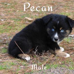 Pecan Pie - Black tri Miniature Australian Shepherd puppy in Paris, Texas from Kuttin’ Up Mini Aussies