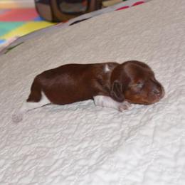 Cookie - Chocolate and cream female Dachshund puppy in Pearland, Texas from Texas Dachshund Dreams