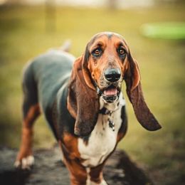 Dylan - Basset Hound
