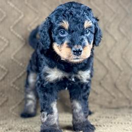 BPM1 - Black phantom male Aussiedoodle puppy in Prague, Oklahoma from Classic K9’s  Aussies & Doodles