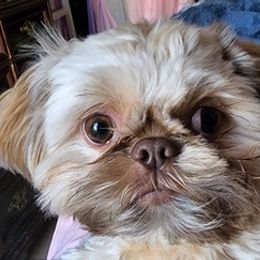 Shih Tzus from Furby Shih Tzu Family & Friends