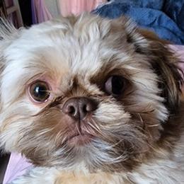 Shih Tzus from Furby Shih Tzu Family & Friends
