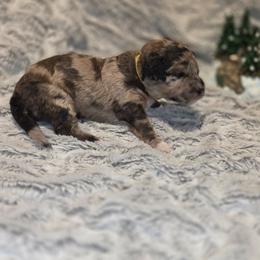 Dolly - Blue merle female Assorted Doodle Crosses puppy in Long Beach, Mississippi from Chris' Assorted Doodle Crosses