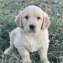 Blue Girl - Golden female Golden Retriever puppy in Mount Carmel, Tennessee from HS Goldens