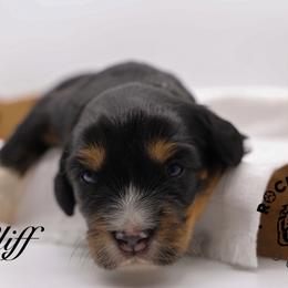 Cliff - Tri-color male Bernedoodle puppy in Edmond, Oklahoma from Rock N Roll Doodles