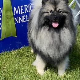 Keeshond All Grown Up from Geatland Keeshonden