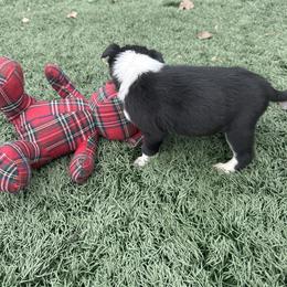 Boy 7 - Black and white male Border Collie puppy in Temecula, California from Joni Gibson's Border Collies