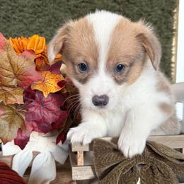 Maple - Blue female Pembroke Welsh Corgi puppy in Paxton, Illinois from McGovern Family Corgis
