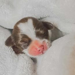 Peep - Red and white male Shihpoo puppy in Hopkins County, Texas from Boutique Doodles