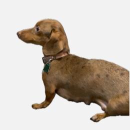 Latte - Dachshund