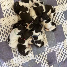German Shorthaired Pointer Puppies from Bernardonis