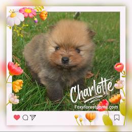 Charlotte - Orange sable female Pomeranian puppy in Eatonville, Washington from Foxy Forest Poms