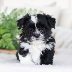 Maltipoo, Shichon, and Shihpoo Puppies from Timbercreek Puppies