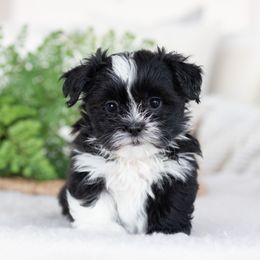 Maltipoo, Shichon, and Shihpoo Puppies from Timbercreek Puppies