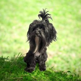Sidi - Yorkshire Terrier